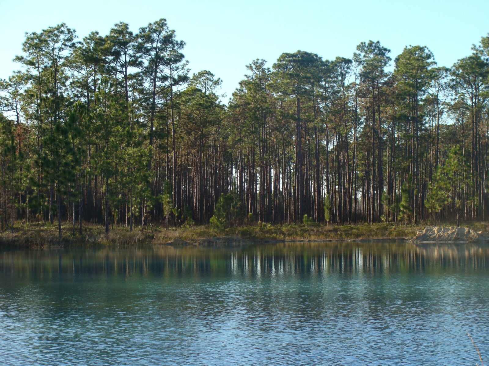 Apalachicola-NF_wiki-commons