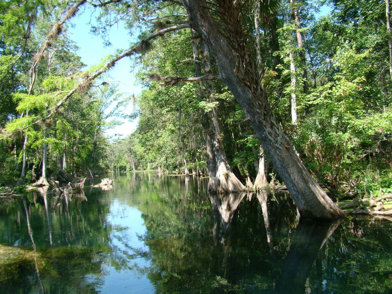 Ocala-NF_Ocklawaha-River_Helen-Moll-fb